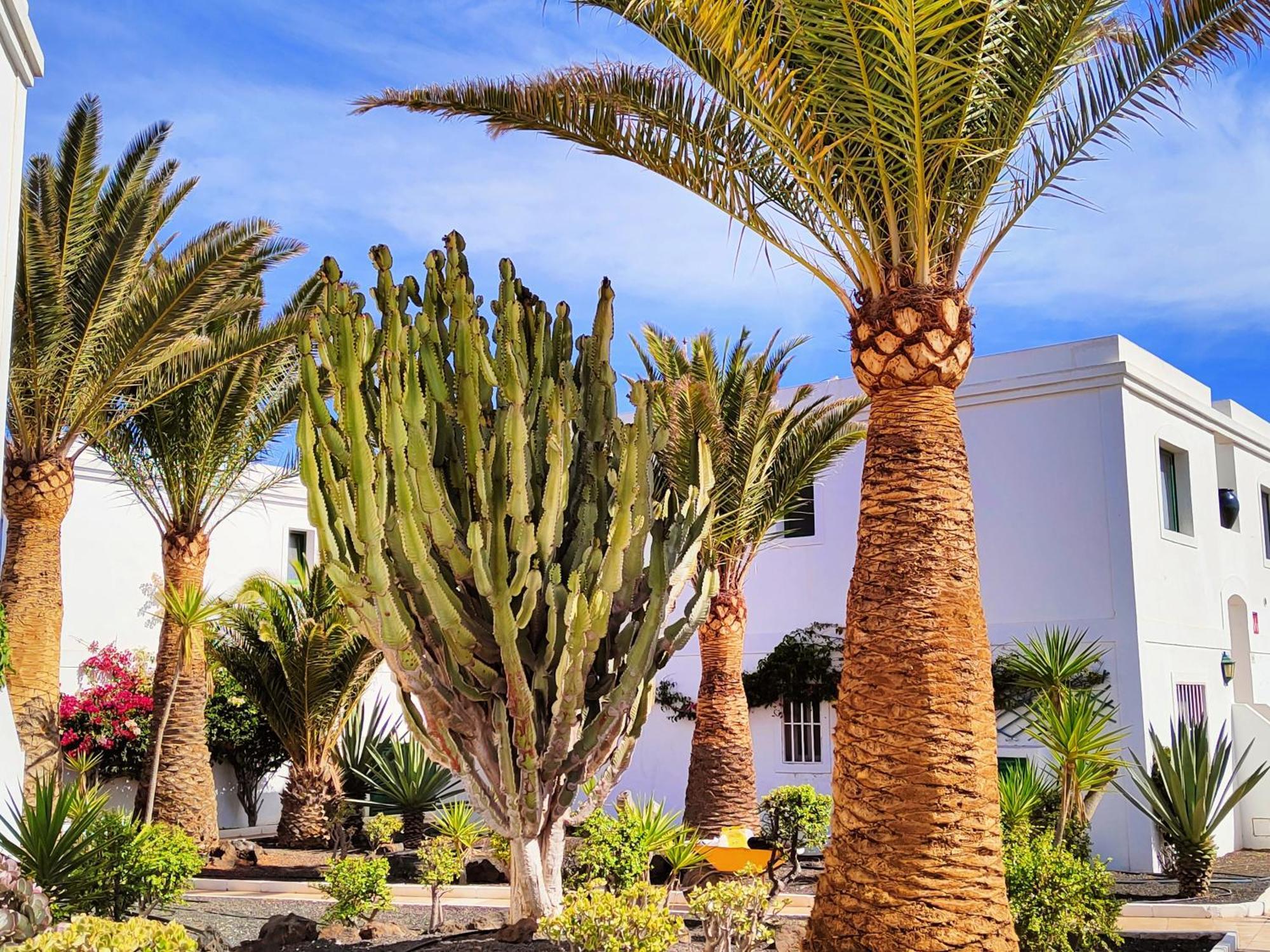 Flor De Las Dunas Pools Wifi Tennis Bikes For Free Corralejo Exterior photo